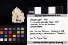 Foto (Objket + Etiketten) von Goniodromites bidentatus (Reuss, 1859) 